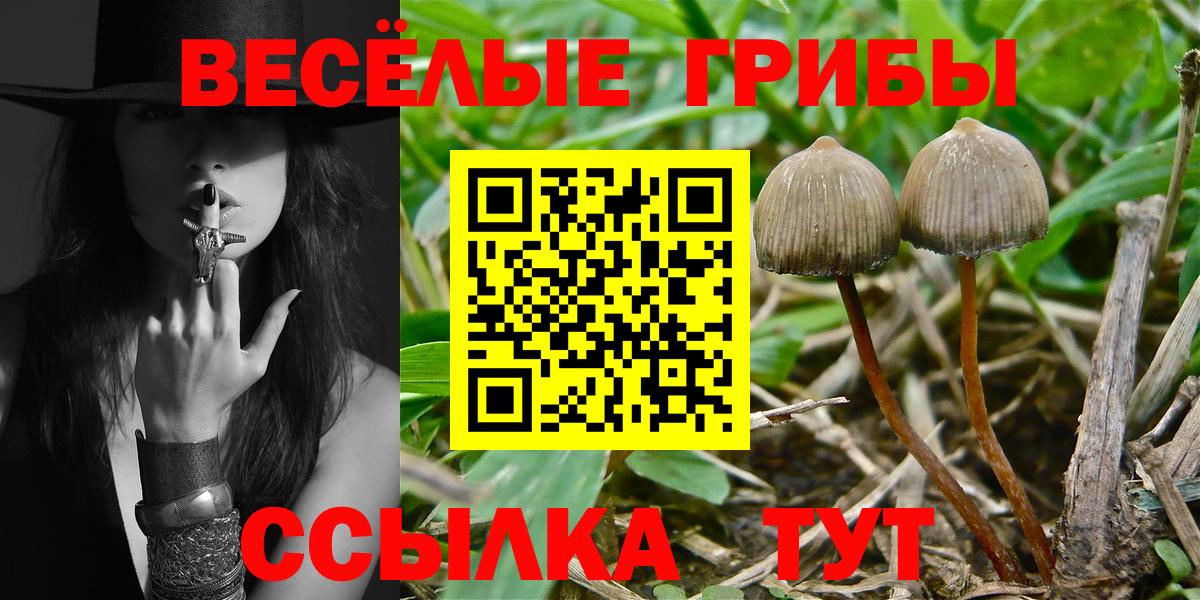 Будённовск  Галлюциногенные грибы прущие грибы  Вход с VPN  Псилоцибиновые грибы прущие грибы 